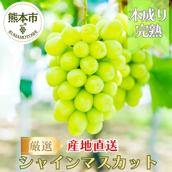 熊本県産シャインマスカット