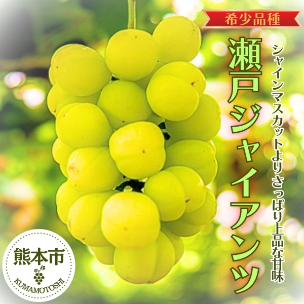 熊本県産瀬戸ジャイアンツ